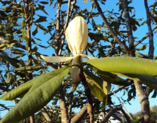 Magnolia Tripetala in bloom