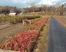 Mapleleaf Viburnum in Fall color
