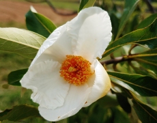 Franklinia Bloom In August