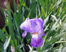 Iris-bloom