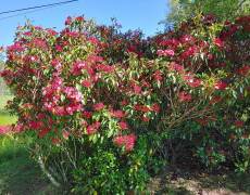 Magnolia-Tripetela-bloom