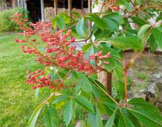 Red Mountain Laurel Blooming