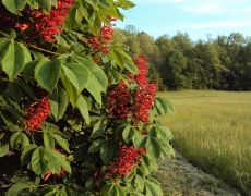 Aesculus Pavia in bloom