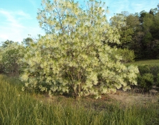 Fringetree in bloom