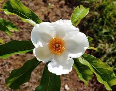 Franklinia blooming