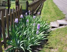 Iris plants next to road