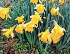 Jonquils in the late winter